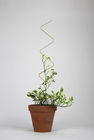 Cavo di acciaio inossidabile di sostegno della pianta del metallo che forma superficie luminosa per le piante in vaso